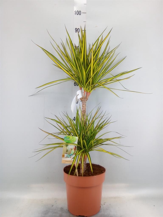 <h4>Dracaena marg. 'Sunray'</h4>