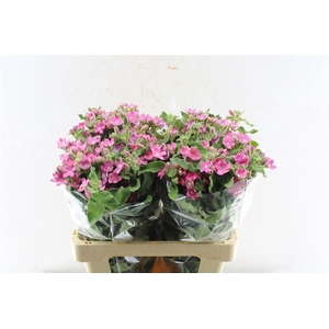 Oxypetalum Co Pink Harmony