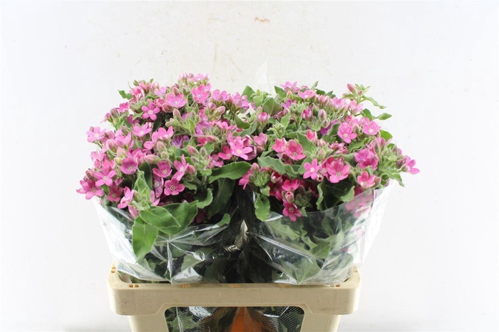 <h4>Oxypetalum Co Pink Harmony</h4>