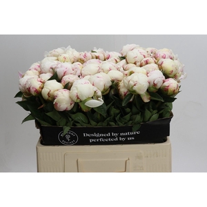 Paeonia Mary E. Nicholls