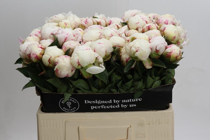 <h4>Paeonia Mary E. Nicholls</h4>