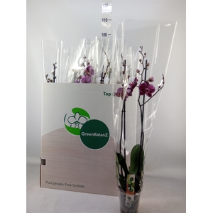 Phalaenopsis   ...mix