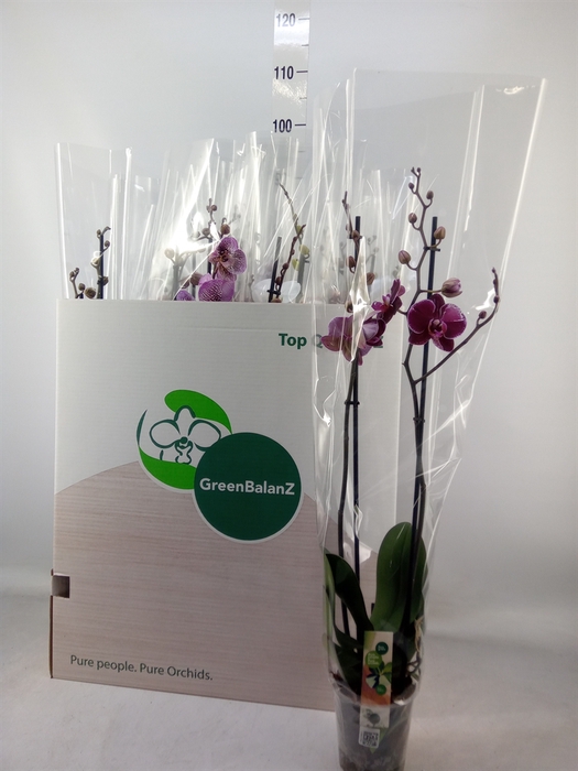 <h4>Phalaenopsis   ...mix</h4>
