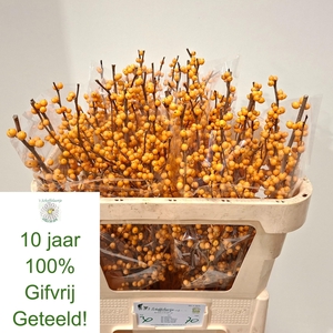 ILEX VE GOLD VERBOOM