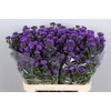 Aster Astee Dark Milka