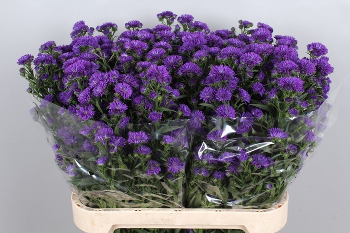 Aster Astee Dark Milka