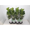 FICUS LYRATA BAMBINO P15 COMPACTO