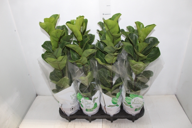 <h4>FICUS LYRATA BAMBINO P15 COMPACTO</h4>