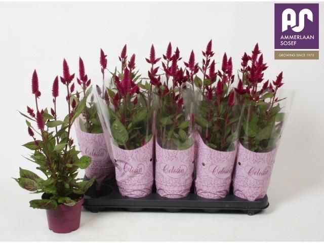 <h4>CEL DEEP PURPLE</h4>