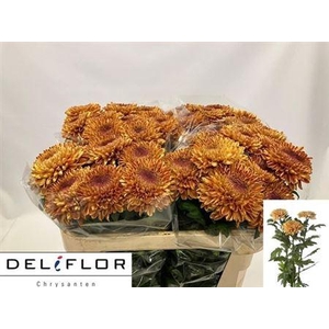 Chr G Rossano Orange