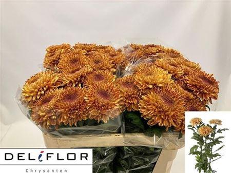 <h4>Chr G Rossano Orange</h4>