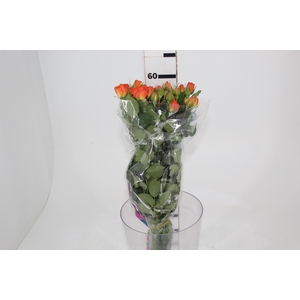 ROSA SPRAY BABE 060 CM
