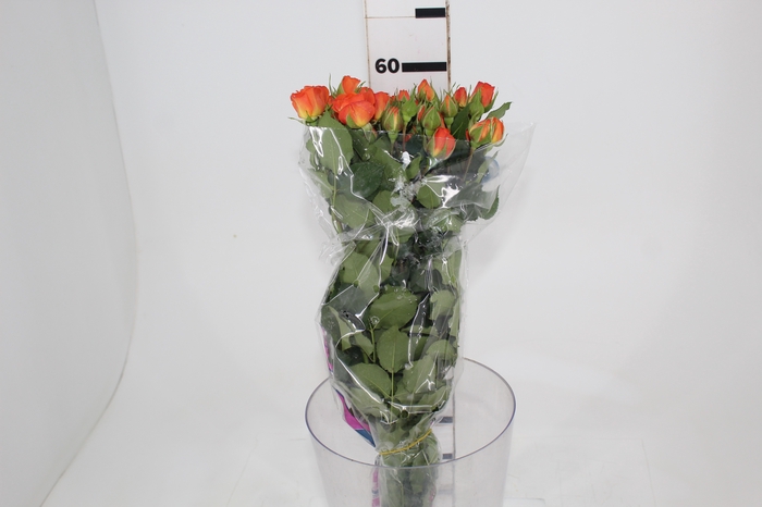 <h4>ROSA SPRAY BABE 060 CM</h4>