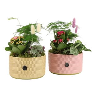 21978: Contradiction arrangement