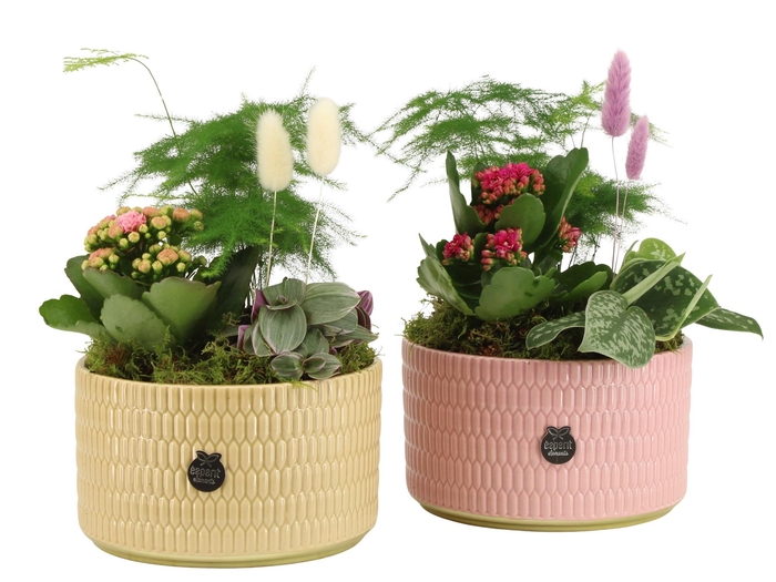 <h4>21978: Contradiction arrangement</h4>