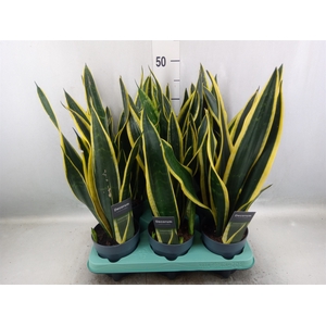 Sansevieria trifa. 'Black Gold'