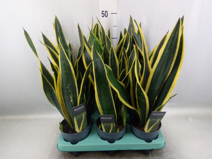 Sansevieria trifa. 'Black Gold'