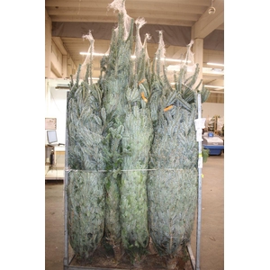 Abies Nordmanniana Gezaagd