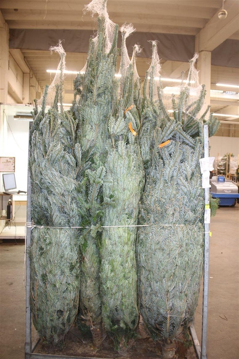 <h4>Abies Nordmanniana Gezaagd</h4>