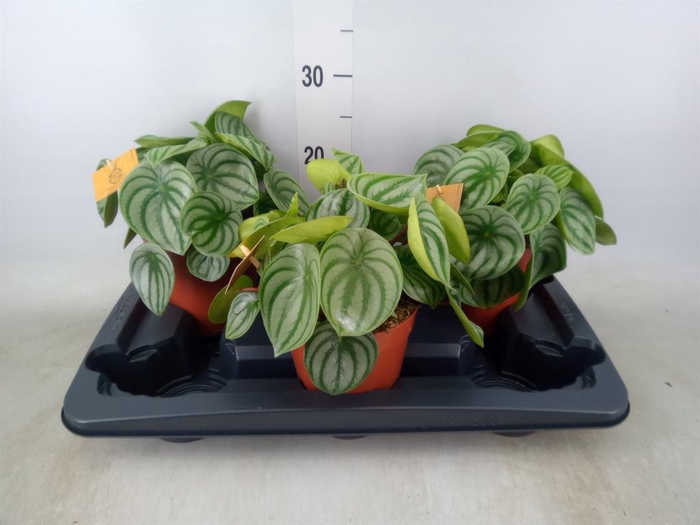 <h4>Peperomia argyreia</h4>