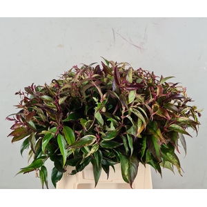 LEUCOTHOE RAINBOW 050CM