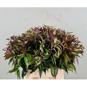 LEUCOTHOE WALTERI R 050CM