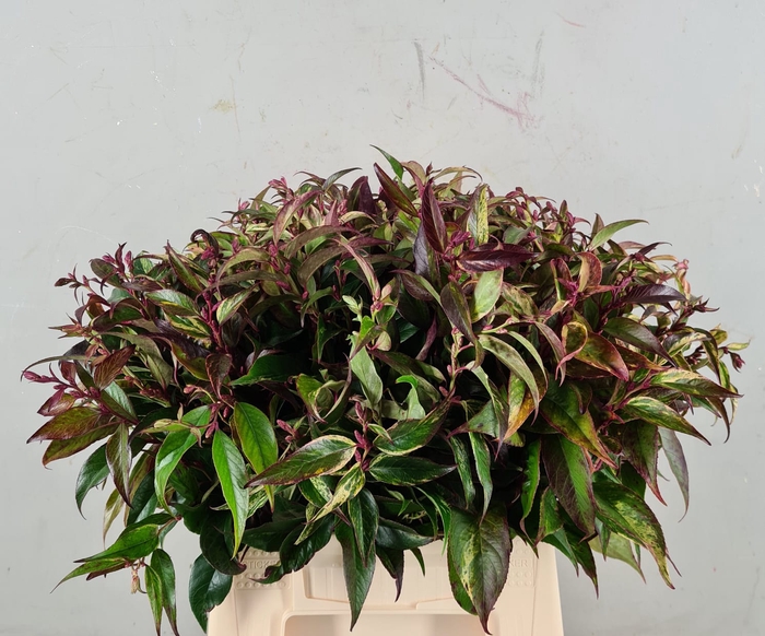 <h4>LEUCOTHOE RAINBOW 050CM</h4>