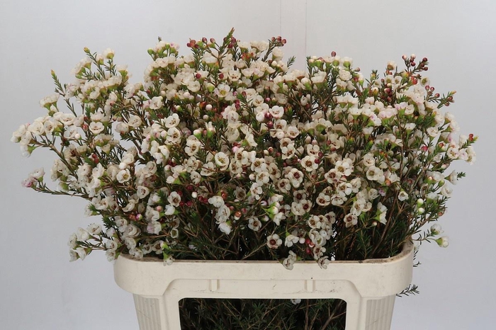 <h4>CHAME MOONL DELIGHT</h4>