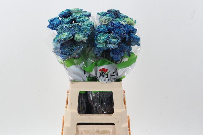 <h4>Di St Tinted BlueMagic</h4>