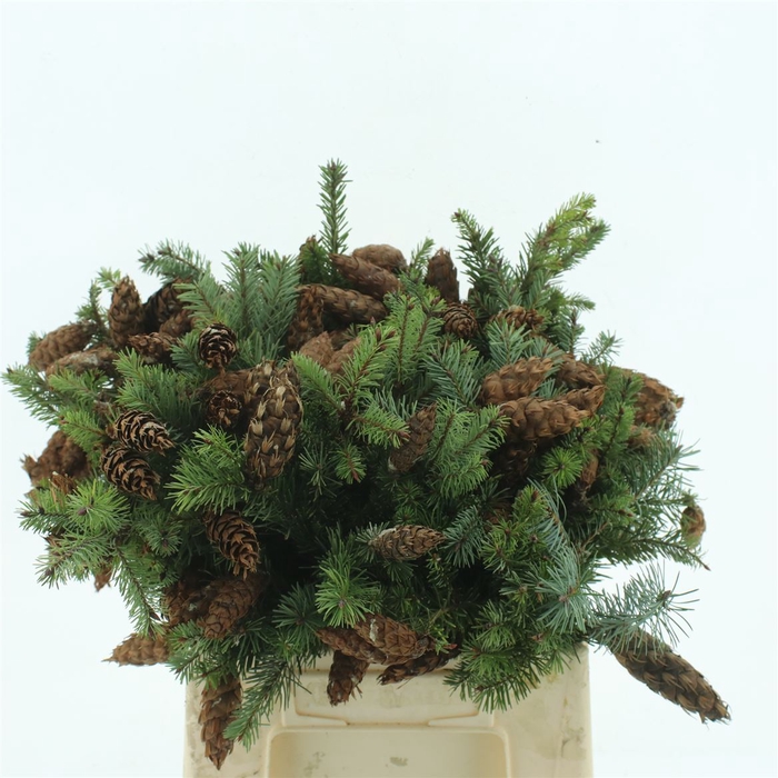 <h4>Douglas Pine Cone 45cm</h4>