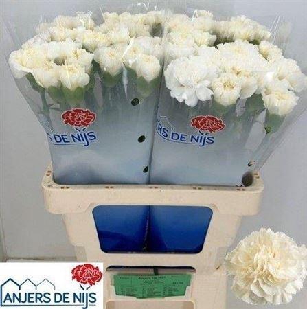 <h4>Di St White Liberty</h4>