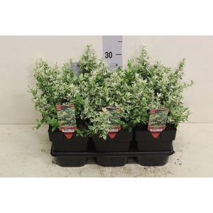 Euonymus fortunei 'Harlequin'