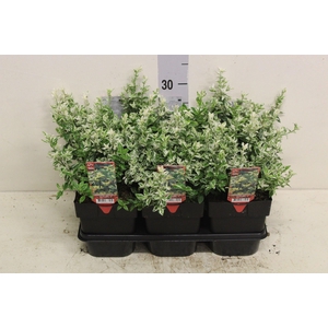 Euonymus fortunei 'Harlequin'