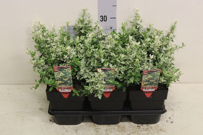 <h4>Euonymus fortunei 'Harlequin'</h4>