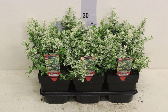 <h4>Euonymus fortunei 'Harlequin'</h4>