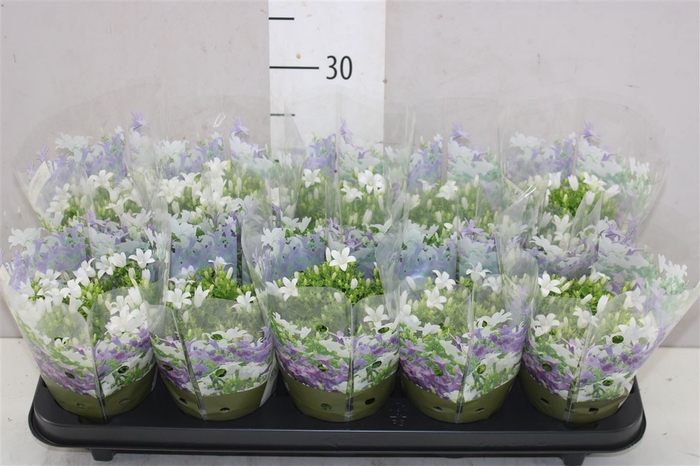 <h4>Campanula Port Get Mee White</h4>