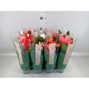 Anthurium   ...mix