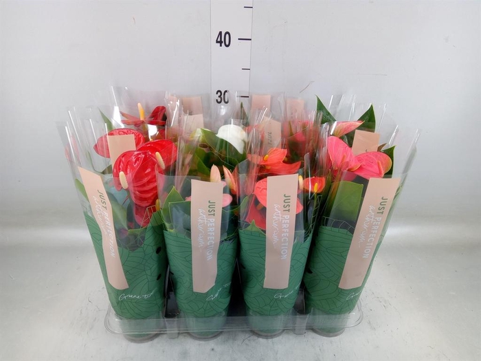 <h4>Anthurium   ...mix</h4>