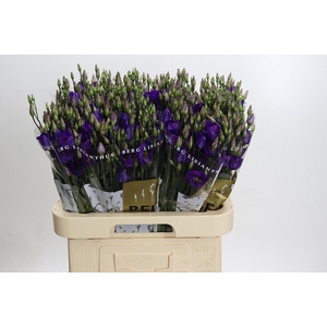 Eustoma En Piccolo Violet