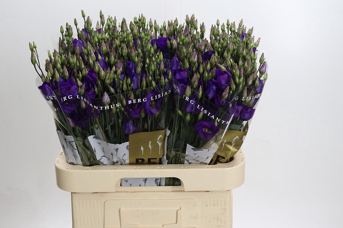 <h4>Eustoma En Piccolo Violet</h4>