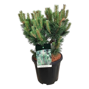 Pinus mugo 'Columnaris'