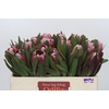 Protea Pink Ice