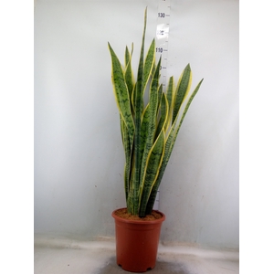 Sansevieria trifa. 'Laurentii'