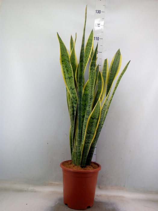 <h4>Sansevieria trifa. 'Laurentii'</h4>