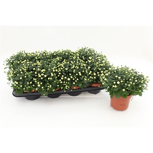 Chrysanthemum Gardenmum White 13cm