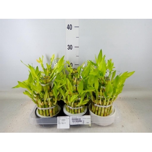 Dracaena sand. 'Lucky Bamboo' ..pyr