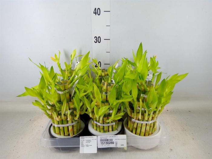 <h4>Dracaena sand. 'Lucky Bamboo' ..pyr</h4>