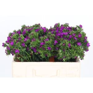 Di Barbatus Aldo Purple Bicolor