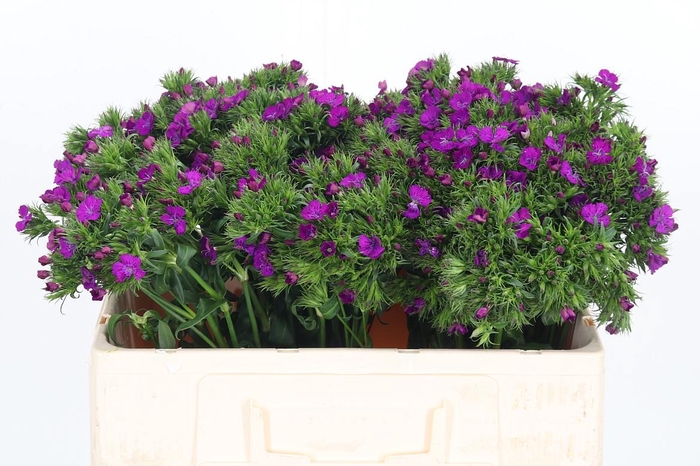 <h4>Di Barbatus Aldo Purple Bicolor</h4>