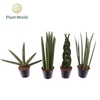 Sansevieria Cylindrica